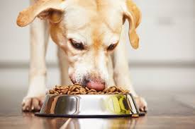 Decoding Dog Food: What Ingredients Are Included in Mass-Produced Pet Food?