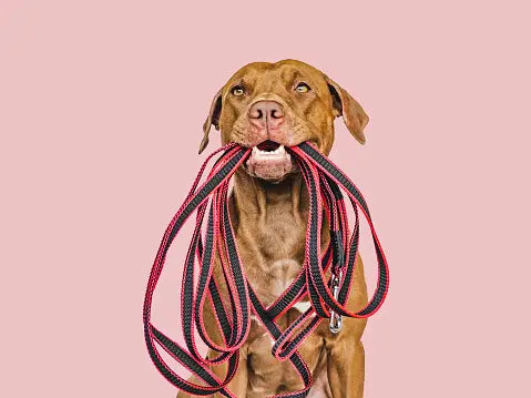 Unleash the Possibilities: Choosing the Right Dog Leash for Your Furry Friend